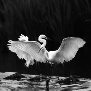 Andreas Greiner Napp Photografie